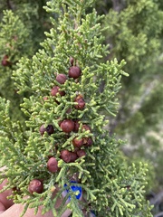 Juniperus pinchotii