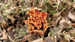 Scadoxus multiflorus
