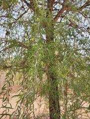 Acanthosyris falcata