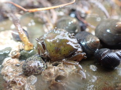 Littorina saxatilis