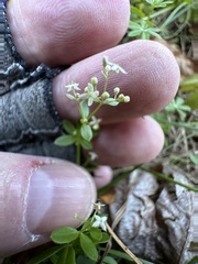 Galium tinctorium