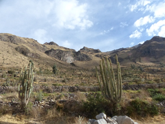 Corryocactus brevistylus