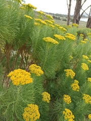 Hymenolepis