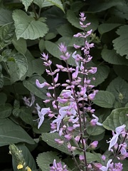 Ocimum labiatum