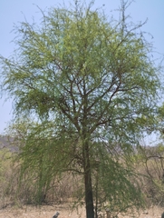 Acanthosyris falcata