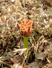 Scadoxus multiflorus