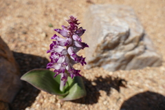 Lachenalia carnosa