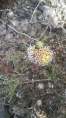 Leucospermum truncatulum