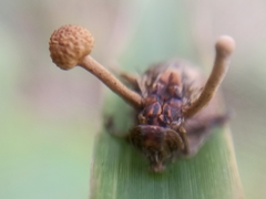 Ophiocordyceps dipterigena