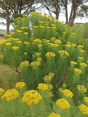 Hymenolepis