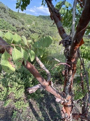 Pseudosmodingium perniciosum