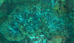 Tridacna squamosa