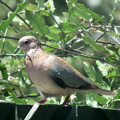 Streptopelia senegalensis senegalensis