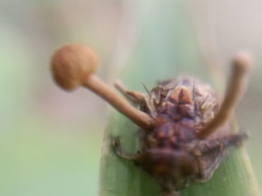Ophiocordyceps dipterigena