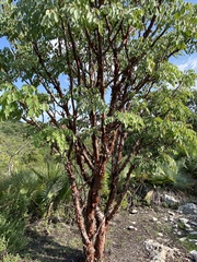 Pseudosmodingium perniciosum