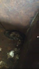 Didelphis virginiana