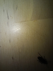 Heterogaster urticae
