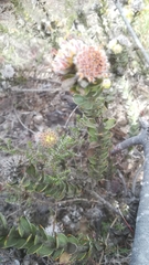Leucospermum truncatulum
