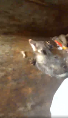 Didelphis virginiana