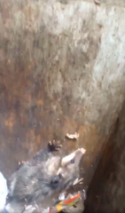 Didelphis virginiana