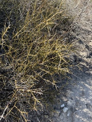 Adolphia californica