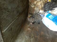 Didelphis virginiana