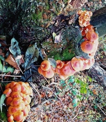 Flammulina velutipes