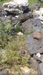 Didelphis virginiana