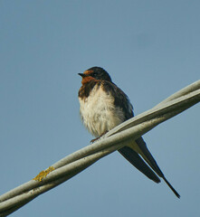 Hirundo rustica