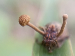 Ophiocordyceps dipterigena