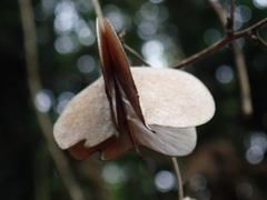 Dioscoreaceae
