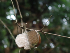 Dioscoreaceae