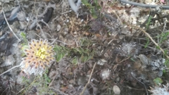 Leucospermum truncatulum