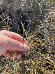 Adolphia californica
