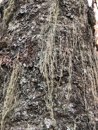 Ramalina chondrina image