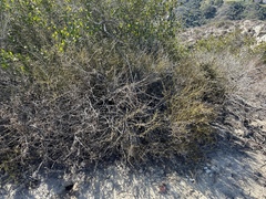 Adolphia californica