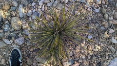 Yucca angustissima