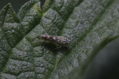 Eupteryx