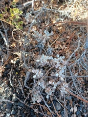 Eriogonum ovalifolium