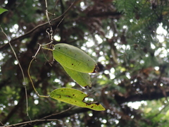 Dioscoreaceae