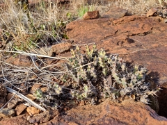 Euphorbia schinzii