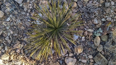 Yucca angustissima