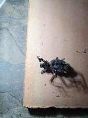 Brachycerus