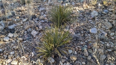 Yucca angustissima