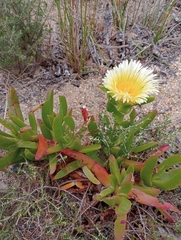 Carpobrotus