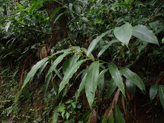 Alpinia intermedia