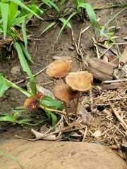 Collybiopsis villosipes