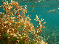 Sargassum natans