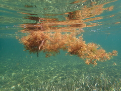Sargassum natans