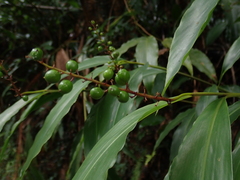 Alpinia intermedia